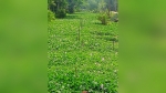 কাঁঠালিয়ায় খাল জুড়ে কচুরিপানার সয়লাব, নেই গবাদিপশুর গোসলের পানি