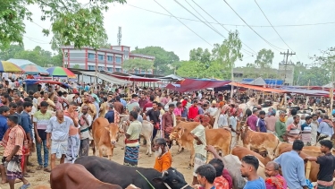 ঐতিহ্যবাহী তারাবাড়িয়া পশুর হাটে জমে উঠেছে কোরবানির বেচাকেনা