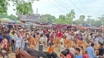 ঐতিহ্যবাহী তারাবাড়িয়া পশুর হাটে জমে উঠেছে কোরবানির বেচাকেনা