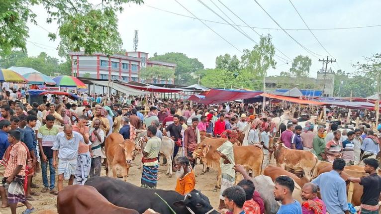 ঐতিহ্যবাহী তারাবাড়িয়া পশুর হাটে জমে উঠেছে কোরবানির বেচাকেনা