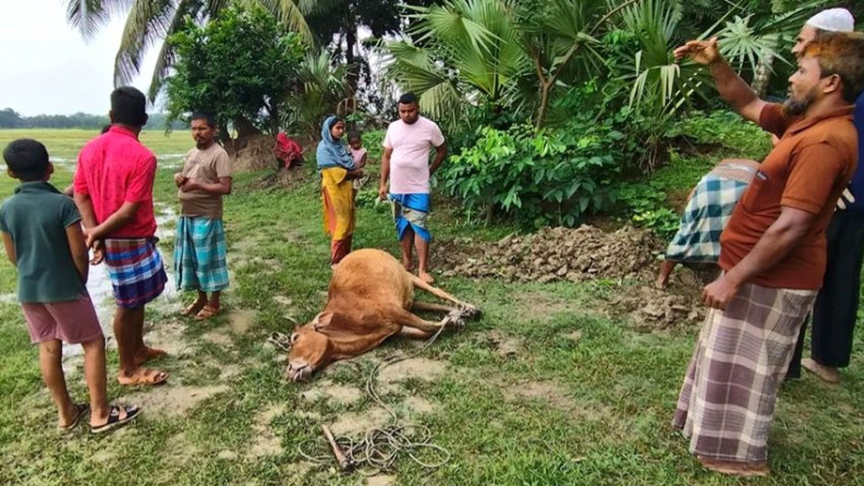 দশমিনায় বজ্রপাতে গরুর মৃত্যু