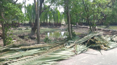 পাইকগাছায় সামাজিক বনায়নের গোলপাতা বিক্রির টাকা আত্মসাত