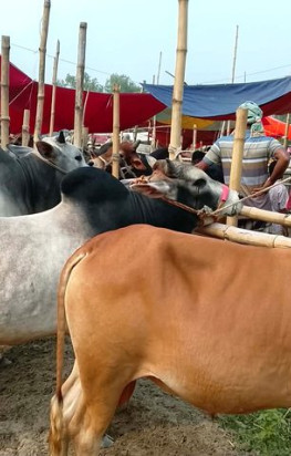 গোবিন্দাসী ৫ কোটি টাকার গরুর হাটের ইজারা মূল্য এখন অর্ধ কোটি!