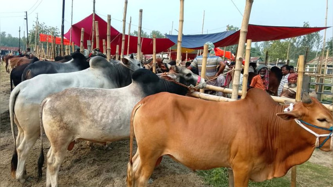 গোবিন্দাসী ৫ কোটি টাকার গরুর হাটের ইজারা মূল্য এখন অর্ধ কোটি!