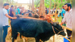 কাউখালীতে চার পশুর হাটের খাজনা মওকুফ,খুশি ক্রেতা-বিক্রেতারা