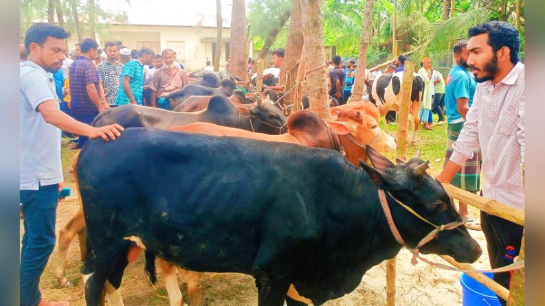 কাউখালীতে চার পশুর হাটের খাজনা মওকুফ,খুশি ক্রেতা-বিক্রেতারা