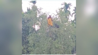 উলিপুরে নিখোঁজ গৃহবধু তেঁতুল গাছের মগডালে