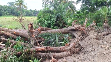পটুয়াখালীতে বেড়িবাঁধ সংস্কারের নামে প্রায় ২০০ গাছ উপড়ে ফেলার অভিযোগ