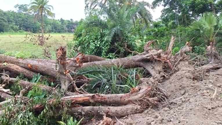 পটুয়াখালীতে বেড়িবাঁধ সংস্কারের নামে প্রায় ২০০ গাছ উপড়ে ফেলার অভিযোগ