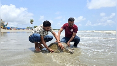 কুয়াকাটা সৈকতে অলিভ রিডলি কচ্ছপ উদ্ধার