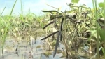 পটুয়াখালীতে ভারী বৃষ্টিতে পানির নিচে মুগডাল, দিশেহারা কৃষক