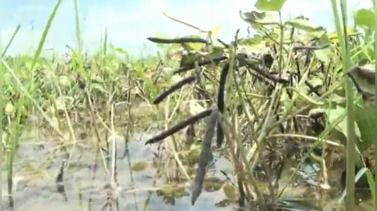 পটুয়াখালীতে ভারী বৃষ্টিতে পানির নিচে মুগডাল, দিশেহারা কৃষক