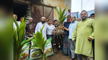 আমতলীতে সাড়ে ৬ হাজার গাছের চারা  বিতরন