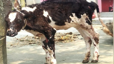 ছড়িয়ে পড়েছে গরুর ল্যাম্পি রোগ, শতাধিক গরুর মৃত্যু