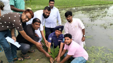 উলিপুরে অরণ্যের তিন হাজার তালের চারা রোপণ কর্মসূচি