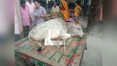 লাম্পি রোগে বাড়ছে গরুর মৃত্যু, আতঙ্কে খামারিরা
