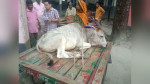 লাম্পি রোগে বাড়ছে গরুর মৃত্যু, আতঙ্কে খামারিরা