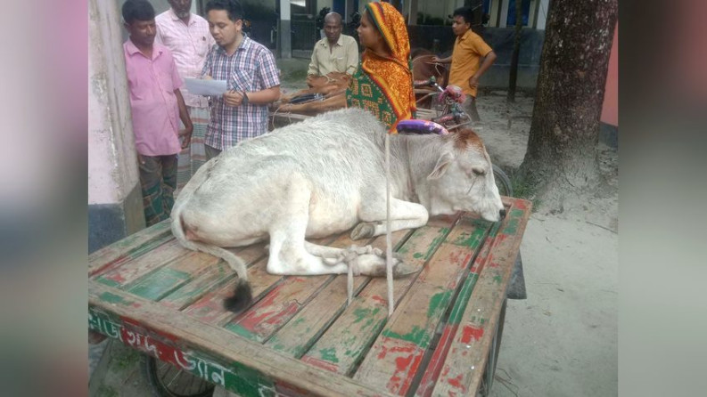 লাম্পি রোগে বাড়ছে গরুর মৃত্যু, আতঙ্কে খামারিরা