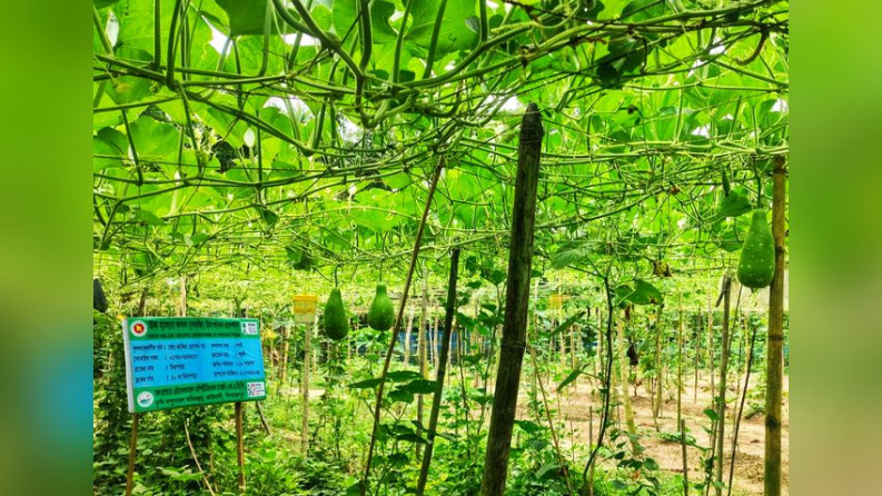 কাউখালীতে শিক্ষার পাশাপাশি কৃষিতে সফলতা তরুণ উদ্যোক্তা শান্তর
