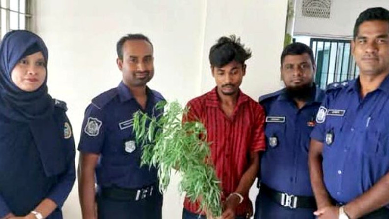 কাঁঠালিয়ায় গাঁজাগাছসহ আটক ১