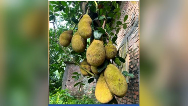 পটুয়াখালীতে কাঁঠাল চাষে অর্থনীতিতে নতুন আশার আলো