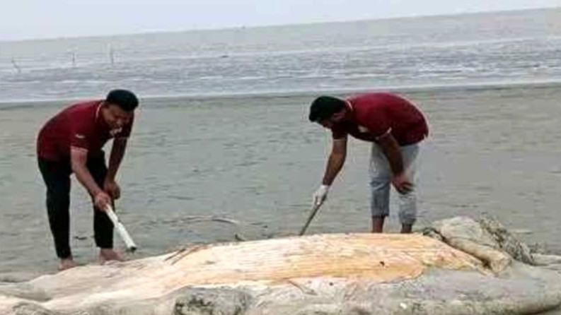 কুয়াকাটা সৈকতে আবারও ভেসে এলো ৫৬ ফুট লম্বা মৃত তিমি