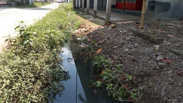 ভেড়ামারার মশা প্রতিরোধ নামমাত্র অভিযান, ক্ষুব্ধ এলাকাবাসী