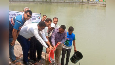কাউখালীতে দেশীয় মাছের প্রজাতি সংরক্ষণে পোনা মাছ অবমুক্তকরণ