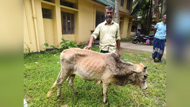 আমতলীতে লামপি স্কিন রোগে দেড় শতাধিক গরুর মৃত্যু