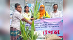 কাঁঠালিয়ায় বিনামুল্যে সারবীজ চারা বিতরণ