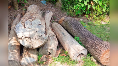 কাউখালীতে সামাজিক বনায়নের গাছ কেটে লোপাট