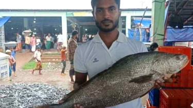 জেলের জালে ৮ কেজির ‘লম্বু পোয়া’ মাছ, বিক্রি হলো ৫০ হাজারে
