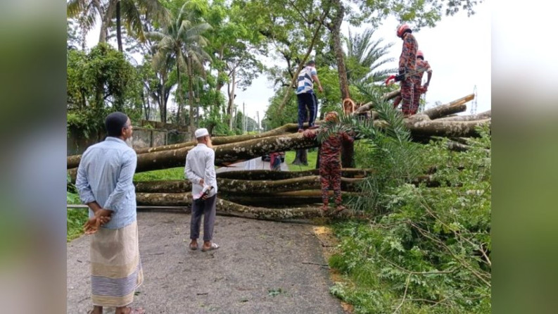 উপকূলে আতঙ্ক ‘চাম্বল’; এক গাছের তাণ্ডবে অন্ধকারে ৩ হাজার গ্রাহক, বন্ধ সড়ক