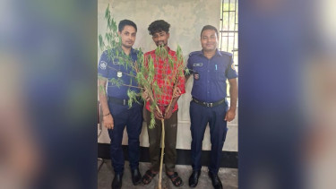 কাউখালীতে গাঁজা গাছসহ মাদক ব্যবসায়ী গ্রেফতার