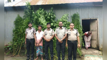 ভূঞাপুরে বিপুল পরিমাণ গাঁজা গাছসহ ১ জন গ্রেফতার
