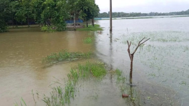 পটুয়াখালীতে ভারী বর্ষণে ভেসে গেছে কয়েক কোটি টাকার মাছ