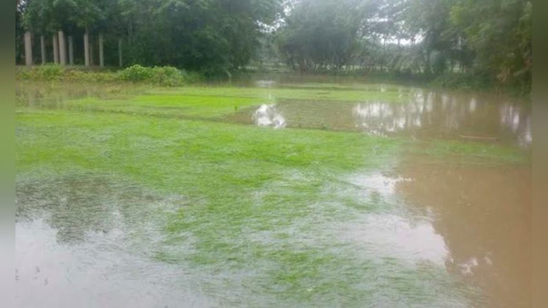 পটুয়াখালীতে টানা বৃষ্টিতে ক্ষতিগ্রস্ত কৃষক, পানির নিচে আমনের বীজতলা