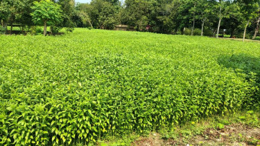 মধুখালীতে লক্ষ্যমাত্রা ছাড়িয়ে পাটের আবাদ, ভালো ফলনের আশা