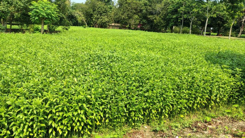 মধুখালীতে লক্ষ্যমাত্রা ছাড়িয়ে পাটের আবাদ, ভালো ফলনের আশা